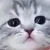 Стикер 52 👍 Котопак эмодзи