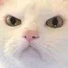 Стикер 60 👍 Котопак эмодзи