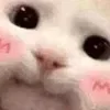 Стикер 28 👍 Котопак эмодзи