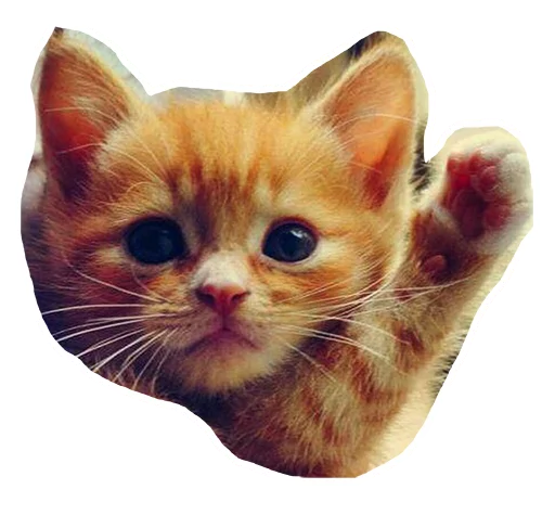 🖐 Стикер «Caticker» для Telegram