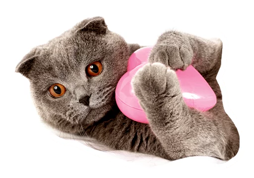 ❤ Стикер «Caticker» для Telegram