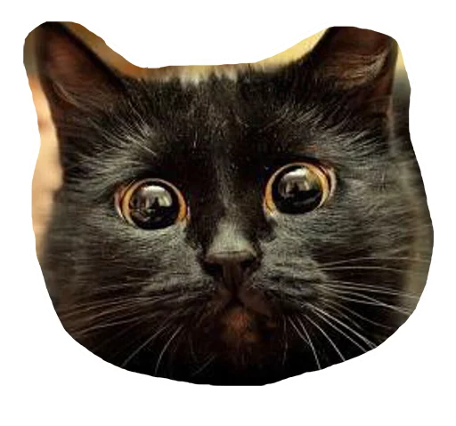 😟 Стикер «Caticker» для Telegram