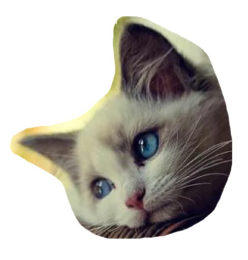 😞 Стикер «Caticker» для Telegram