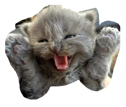 😂 Стикер «Caticker» для Telegram