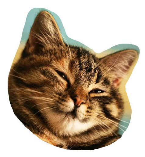 😈 Стикер «Caticker» для Telegram