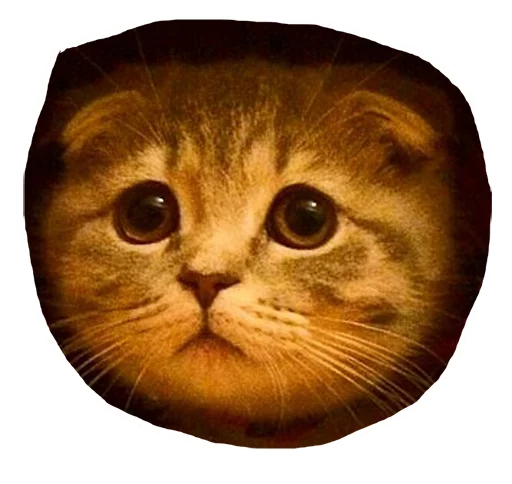 😟 Стикер «Caticker» для Telegram