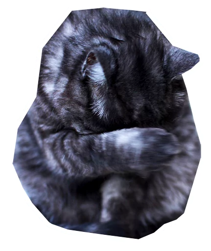 😣 Стикер «Caticker» для Telegram