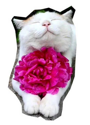 😌 Стикер «Caticker» для Telegram