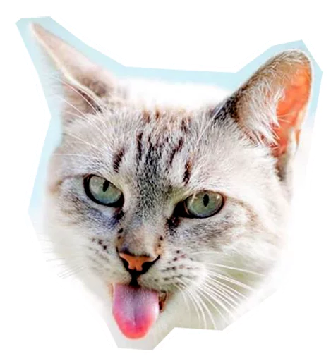 😛 Стикер «Caticker» для Telegram
