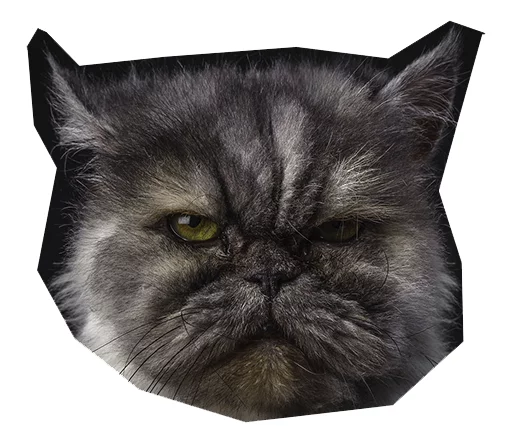 😐 Стикер «Caticker» для Telegram