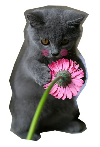 🌸 Стикер «Caticker» для Telegram