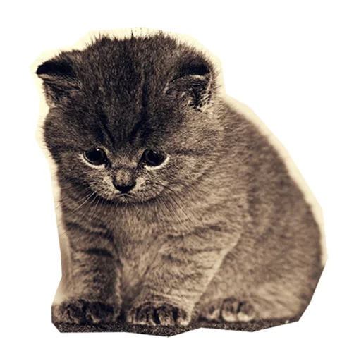 ☹ Стикер «Caticker» для Telegram