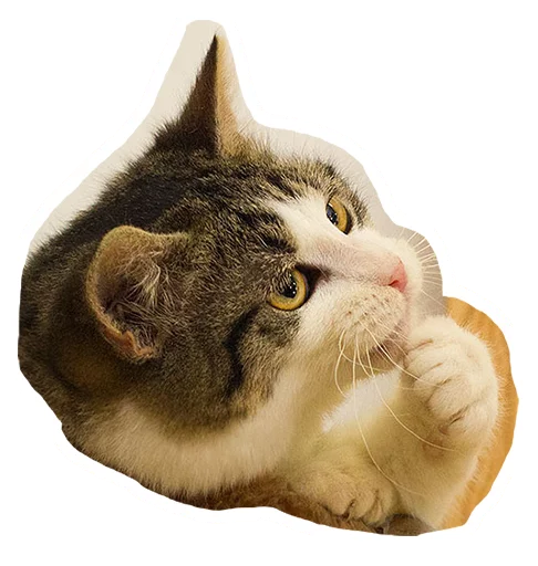 🤔 Стикер «Caticker» для Telegram