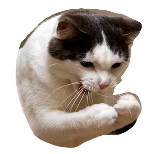 Стикерпак Caticker для Telegram