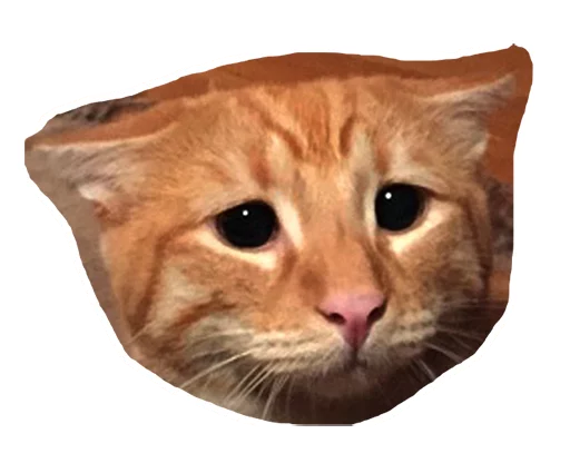 🙁 Стикер «Caticker» для Telegram