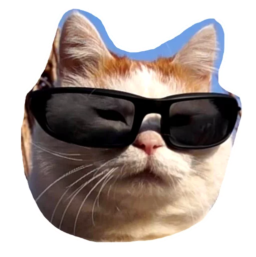 😎 Стикер «Caticker» для Telegram