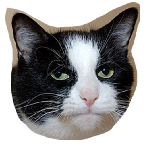 😐 Стикер «Caticker» для Telegram