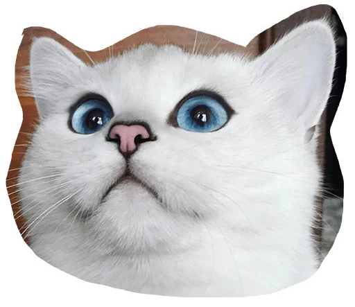🙄 Стикер «Caticker» для Telegram