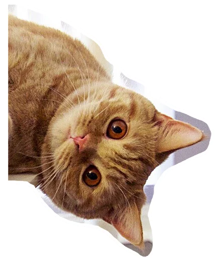 👋 Стикер «Caticker» для Telegram
