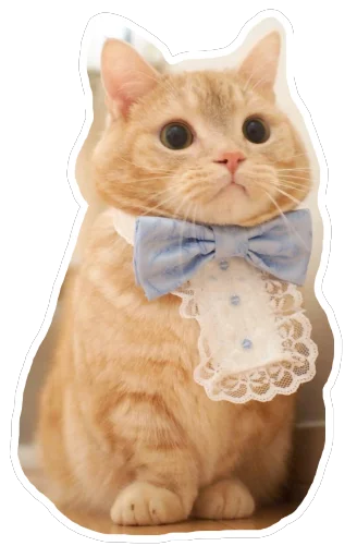 👦 Стикер «Caticker» для Telegram