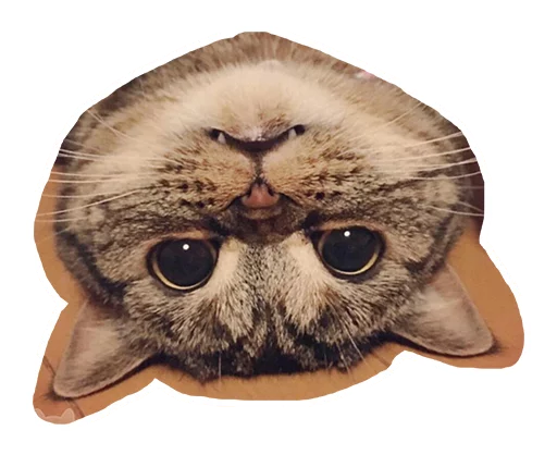🙃 Стикер «Caticker» для Telegram