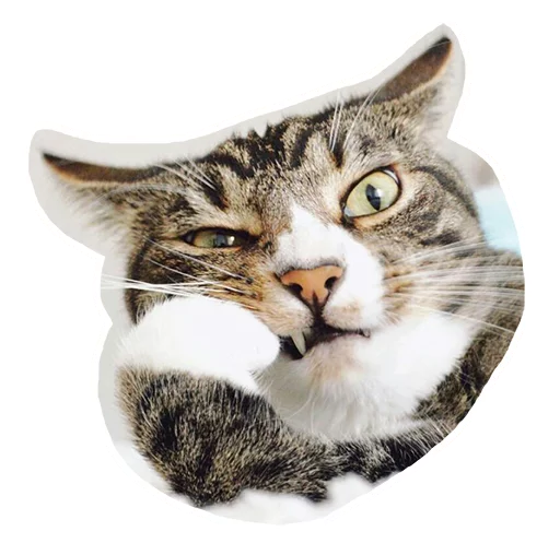 😕 Стикер «Caticker» для Telegram
