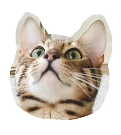 🙄 Стикер «Caticker» для Telegram