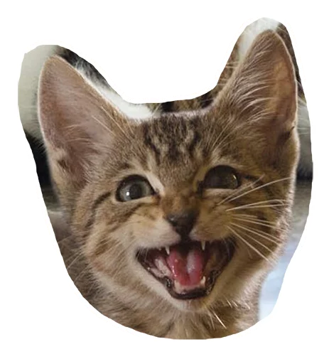 😱 Стикер «Caticker» для Telegram