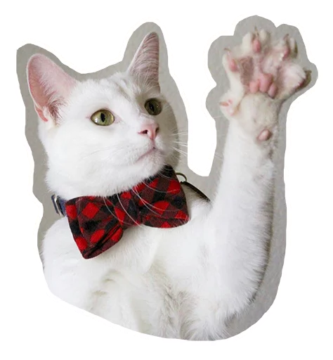 🤗 Стикер «Caticker» для Telegram