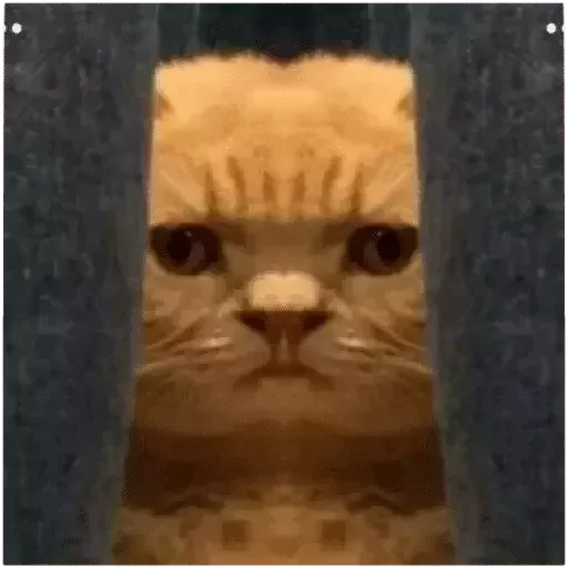 👀 Стикер «catislooking» для Telegram
