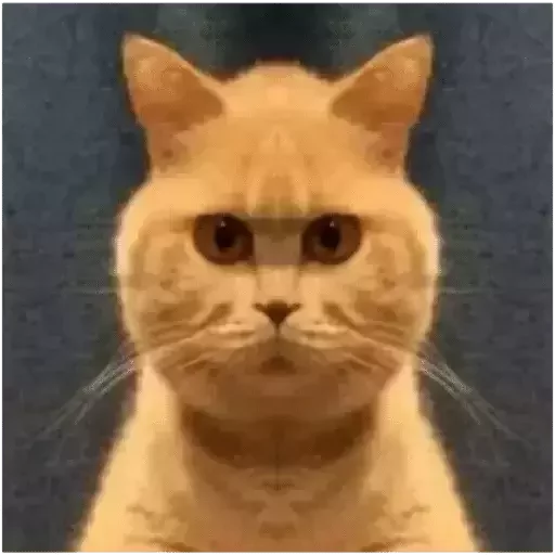 👀 Стикер «catislooking» для Telegram