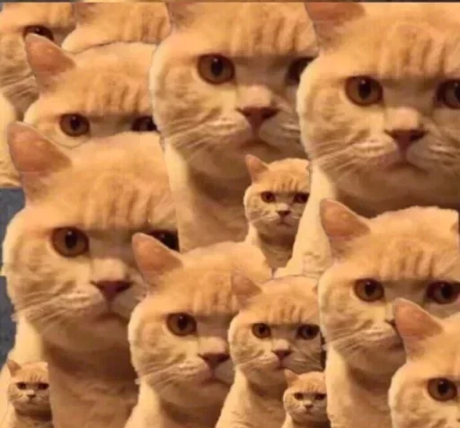 👀 Стикер «catislooking» для Telegram