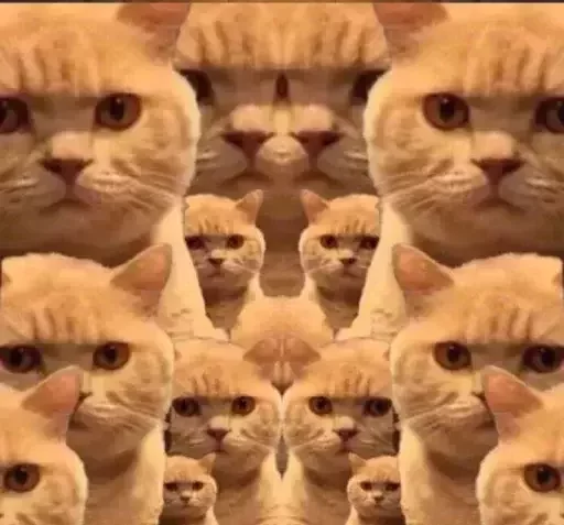 👀 Стикер «catislooking» для Telegram