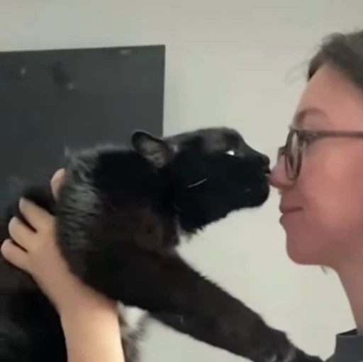 🐱 Стикер «Котайзеры» для Telegram