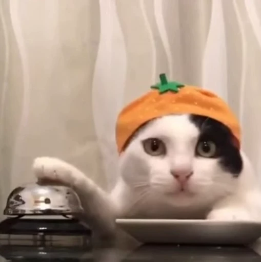 🛎 Стикер «Котайзеры» для Telegram