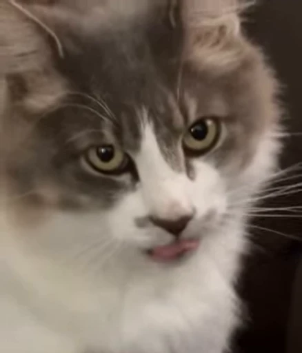 👅 Стикер «Котайзеры» для Telegram