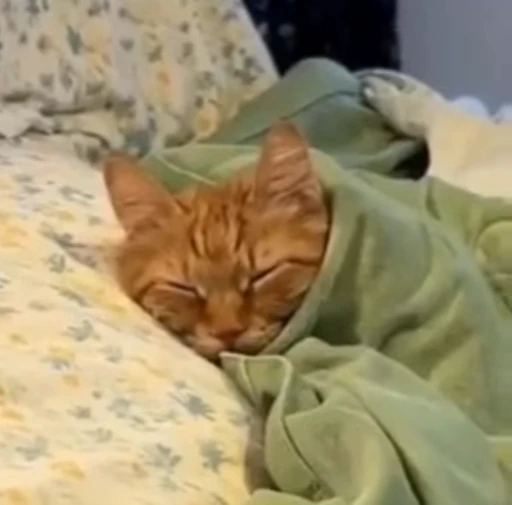 😴 Стикер «Котайзеры» для Telegram