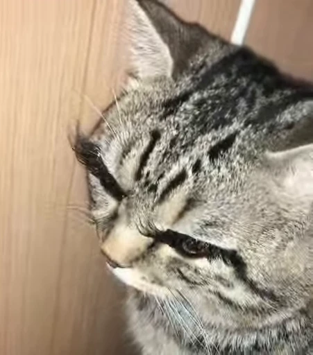 👁 Стикер «Котайзеры» для Telegram