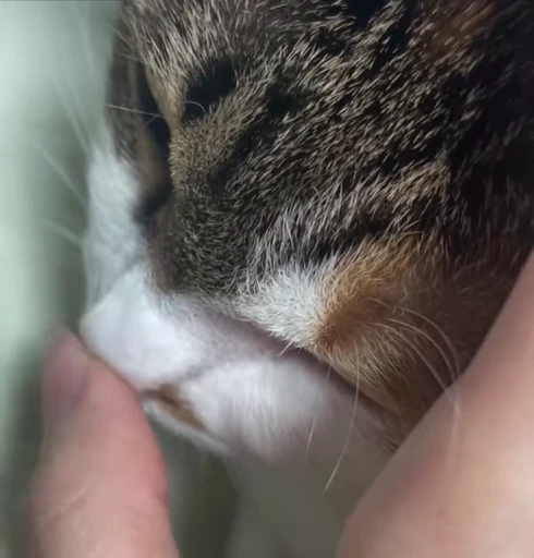 🐱 Стикер «Котайзеры» для Telegram