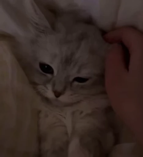 🥺 Стикер «Котайзеры» для Telegram
