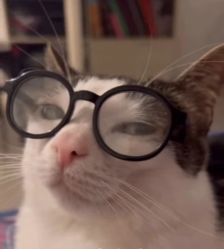 🤓 Стикер «Котайзеры» для Telegram
