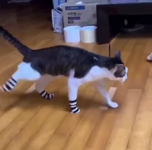 🧦 Стикер «Котайзеры» для Telegram