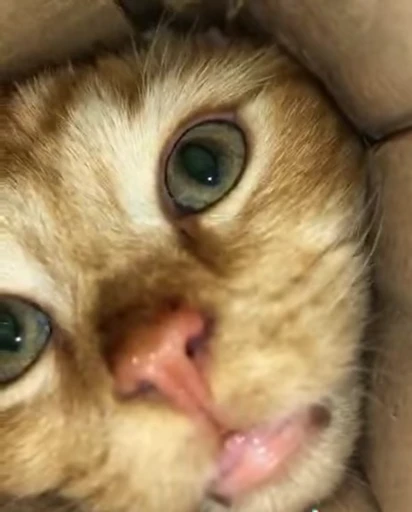 🐱 Стикер «Котайзеры» для Telegram