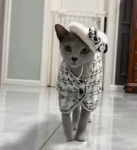 💃 Стикер «Котайзеры» для Telegram