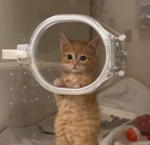 🐾 Стикер «Котайзеры» для Telegram