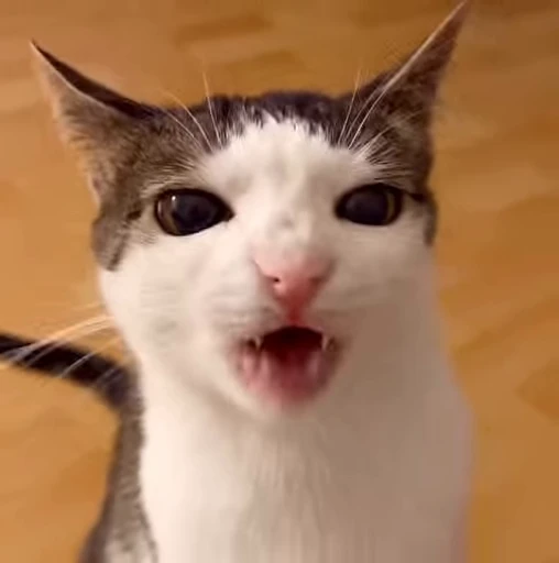😬 Стикер «Котайзеры» для Telegram