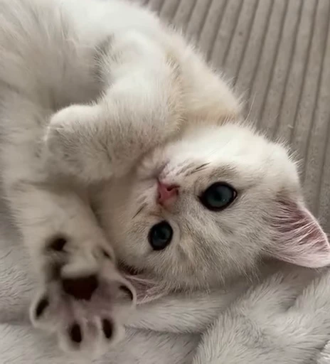 🐾 Стикер «Котайзеры» для Telegram