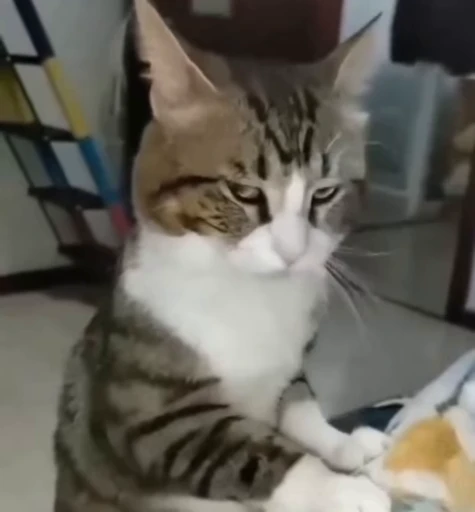 😒 Стикер «Котайзеры» для Telegram