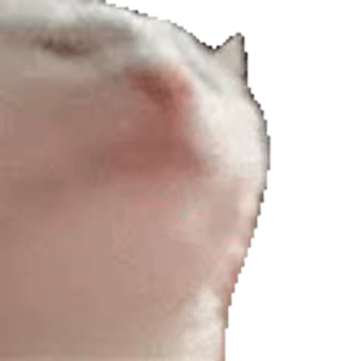 🐱 Стикер «Типичные пипочатерские» для Telegram