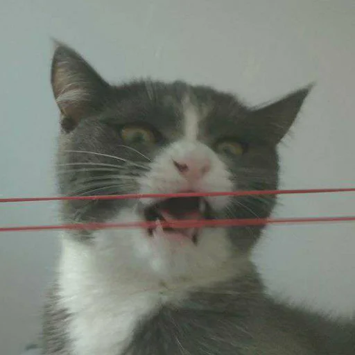 🥴 Стикер «KikoCAT» для Telegram